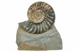 Jurassic Ammonite (Asteroceras) Fossil - Dorset, England #240740-1